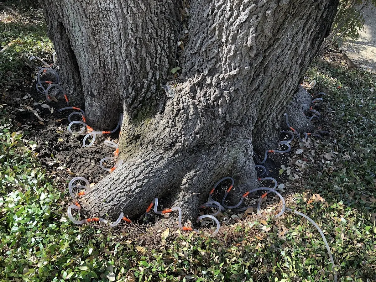 Detailed Tree Cabling and Bracing job site in Apollo Beach