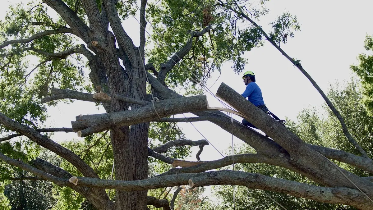 Professional Hazardous Tree Removal performed by certified arborists in Apollo Beach